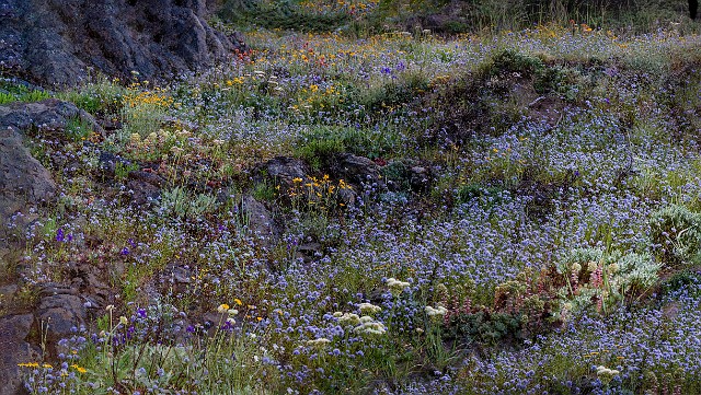 Wild Garden 20-9749-52.jpg